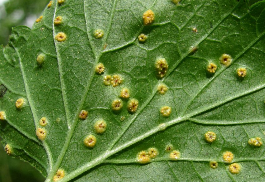 Бокальчатая іржа Бокальчатая іржа