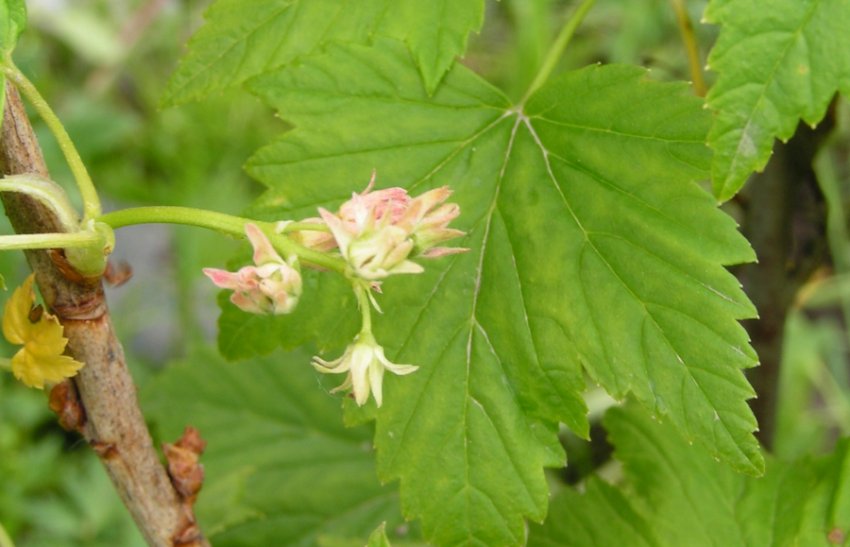 Махровість смородини Махровість смородини