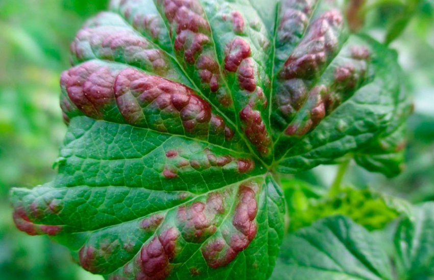 Антракноз смородини Антракноз смородини