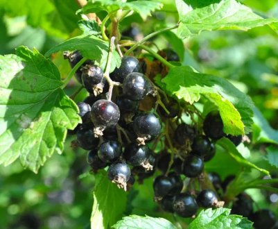 На який рік смородина дає врожай