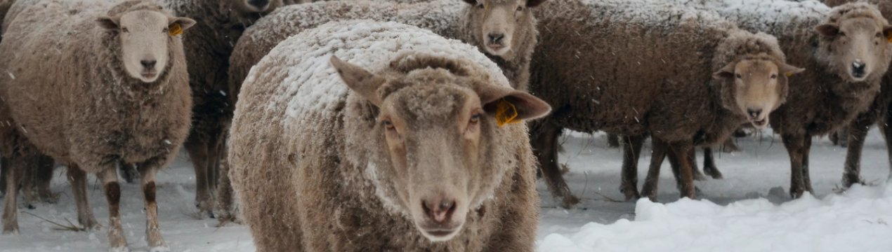Вівці м'ясошерстої породи Ташлінська: опис, походження, розведення