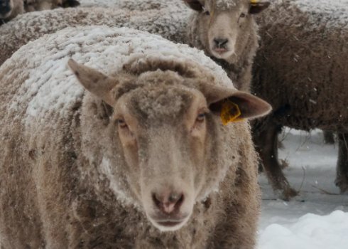 Вівці м'ясошерстої породи Ташлінська: опис, походження, розведення