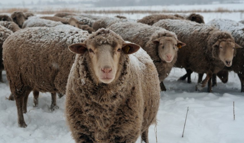 Ташлінська самка Ташлінська самка