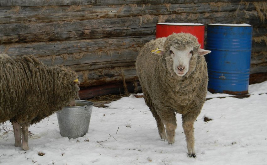 Ташлінська порода овець Ташлінська порода овець