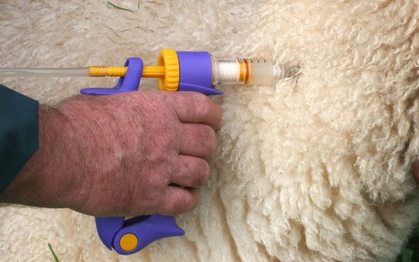 Вакцинація Вакцинація