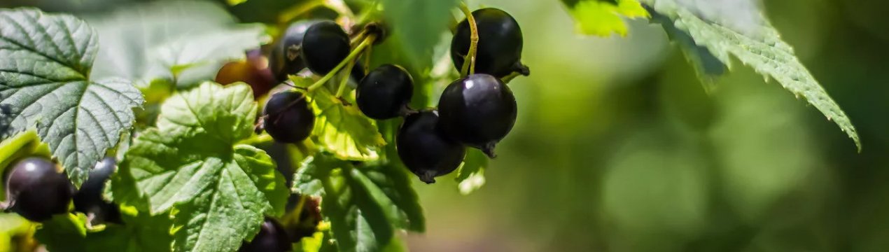 Сорта черной смородины изюмная что лучше. . Сорта черной смородины изюмная что лучше фото. Сорта черной смородины изюмная что лучше-. картинка Сорта черной смородины изюмная что лучше. картинка . Черная смородина — ягодный кустарник, который в России выращивается повсеместно. Местные полудикие формы хорошо адаптированы, но разочаровывают урожайностью, размером и вкусом ягод. Плодотворная селекционная работа подарила садоводам 224 сорта (из Госреестра 2018 г.). По количеству сортов черная смородина занимает 2 место, уступая только яблоне.