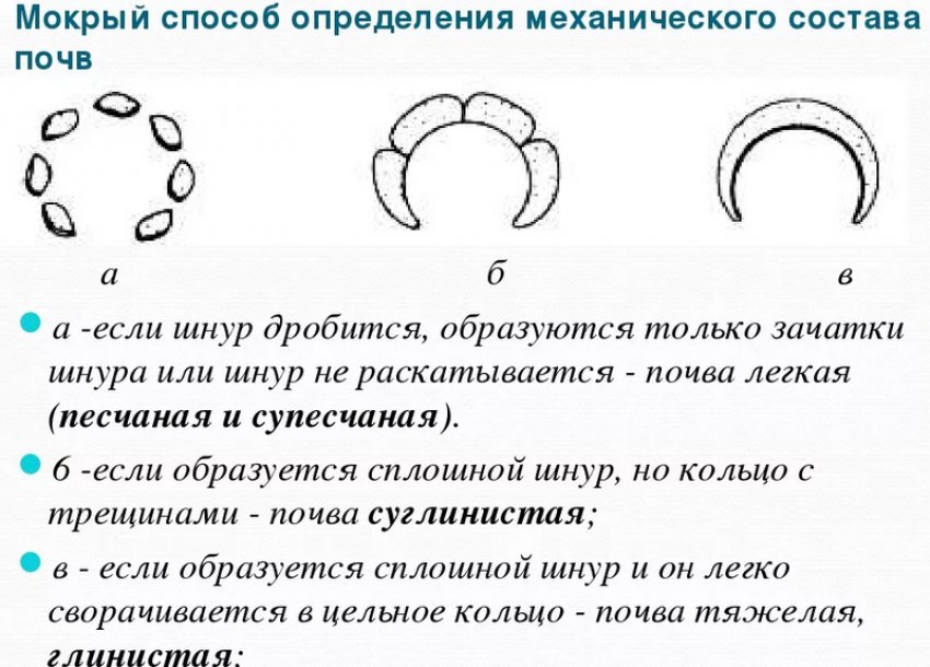Старый куст смородины пересадка. 97667.ptwmpc.850. Старый куст смородины пересадка фото. Старый куст смородины пересадка-97667.ptwmpc.850. картинка Старый куст смородины пересадка. картинка 97667.ptwmpc.850. Принимая решение о пересадке кустарника, нужно очень точно знать, что это в принципе необходимо.