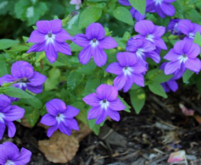 Квітка броваллія: догляд та розмноження