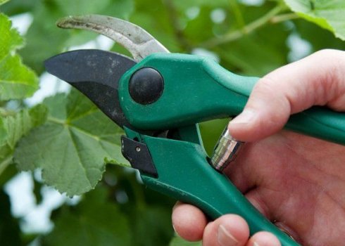 Коли і як обрізати червону смородину: інструкція для початківців