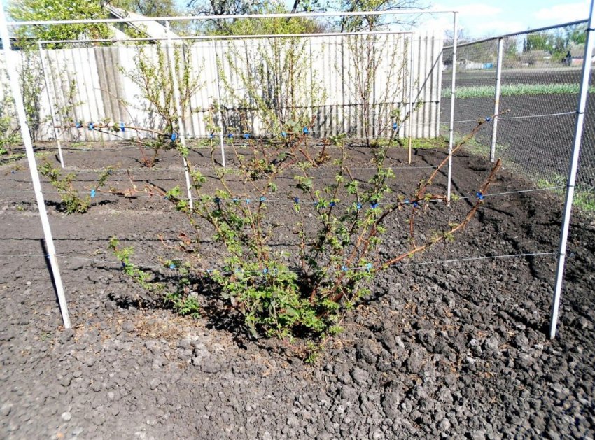 Місце під посадку ожини Місце під посадку ожини