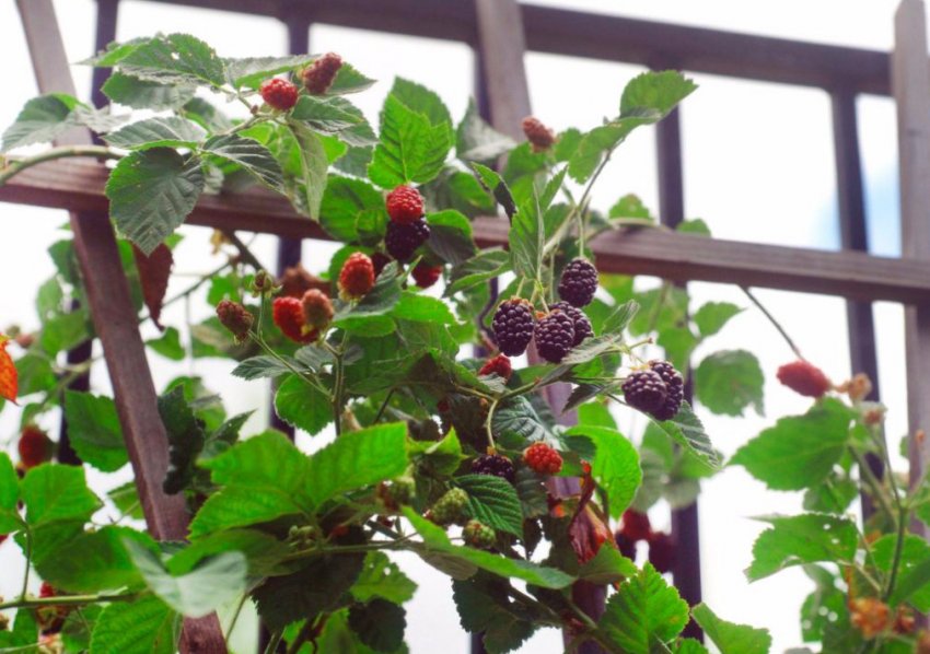 Вирощування ожини на шпалері Вирощування ожини на шпалері