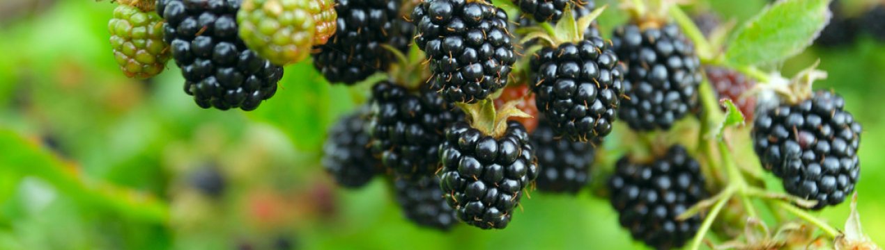 Ожина (куманика) Флінт: переваги і недоліки сорту, особливості