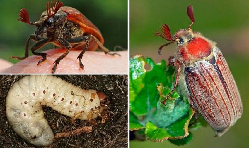 Травневий хрущ на ожині Травневий хрущ на ожині