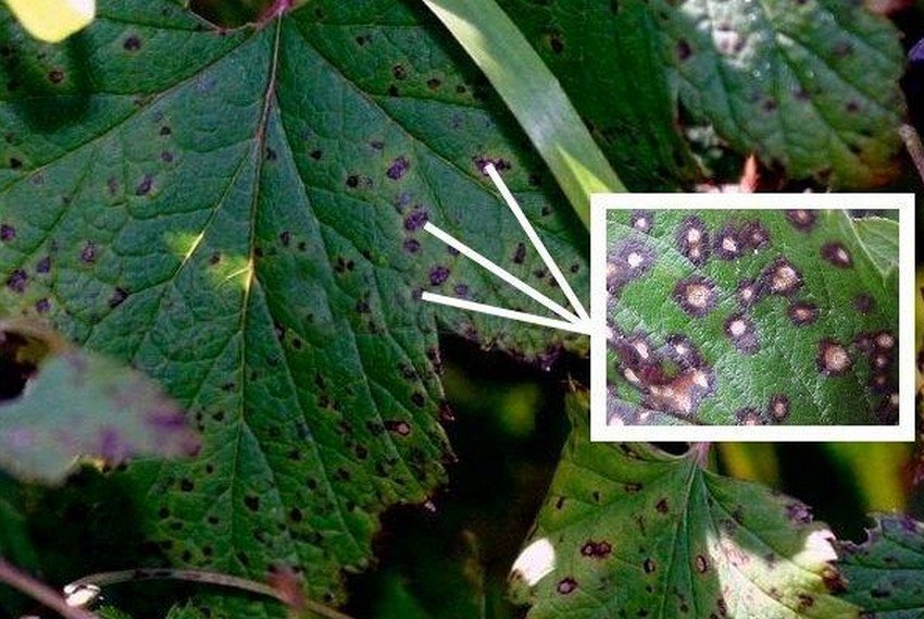 Септоріоз ожини Септоріоз ожини