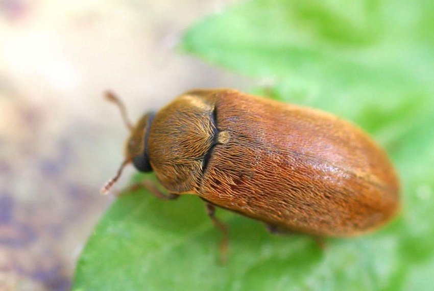 Малиновий жук на ожині Малиновий жук на ожині