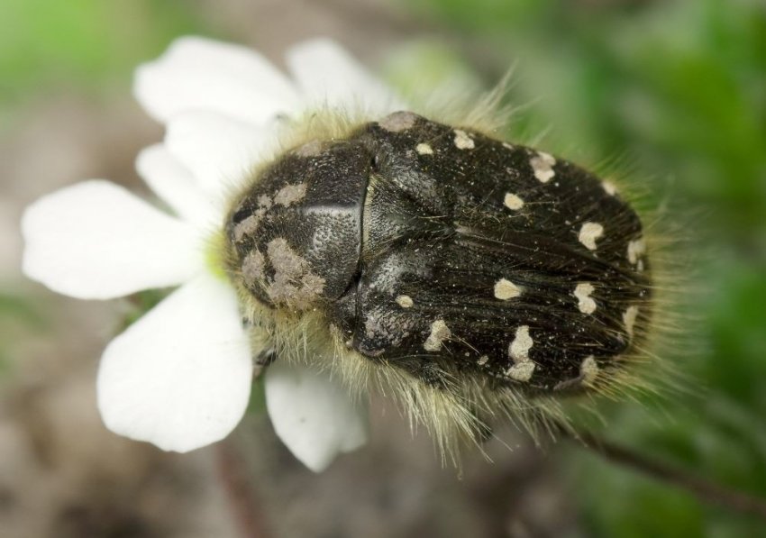 Оленка волохата Оленка волохата