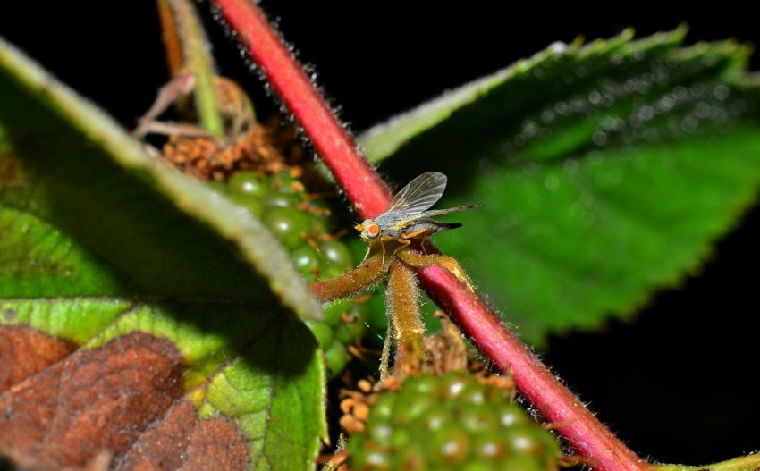 Стеблова малинная муха Стеблова малинная муха