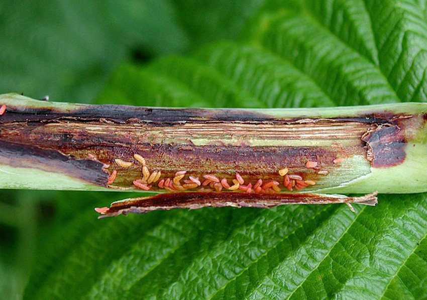 Стеблова малинная галиця Стеблова малинная галиця