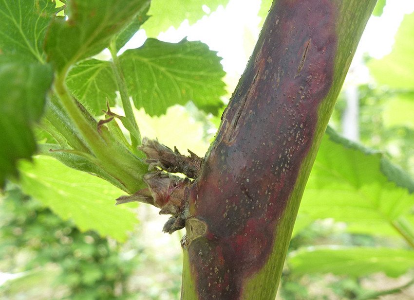 Дидимелла на пагонах ожини Дидимелла на пагонах ожини