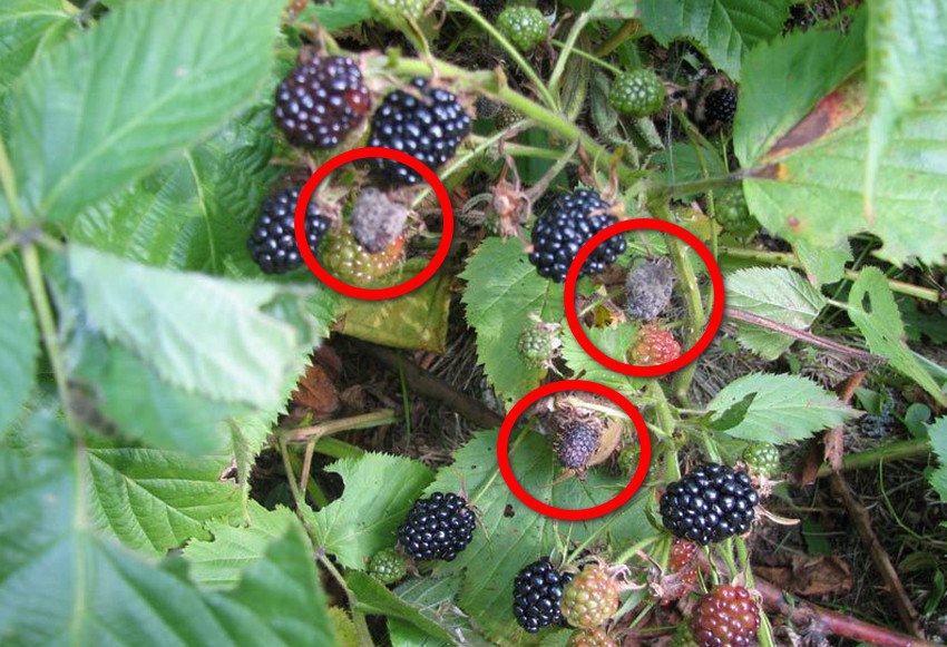 Сіра гниль ожини Сіра гниль ожини