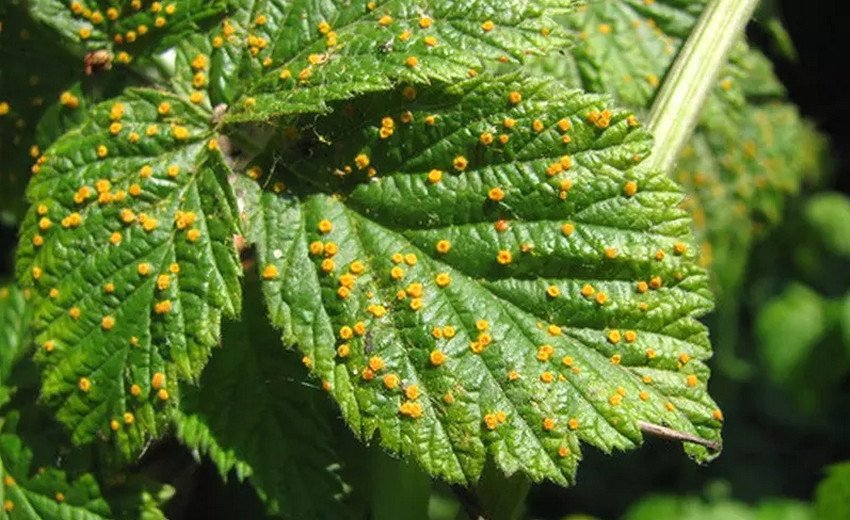 Іржа на ожині Іржа на ожині