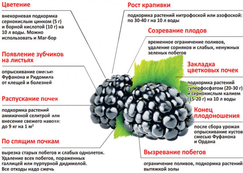 Підживлення ожини