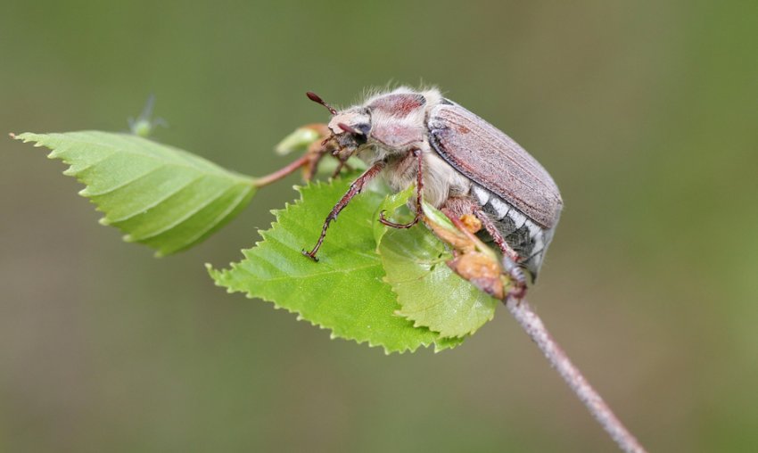 Хрущ або хрущ