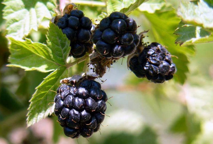 Карликовість ожини Карликовість ожини