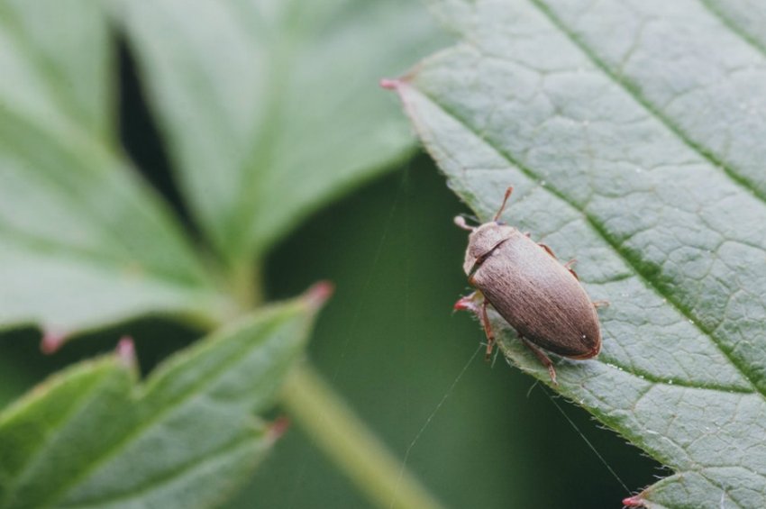 Малиновий жук