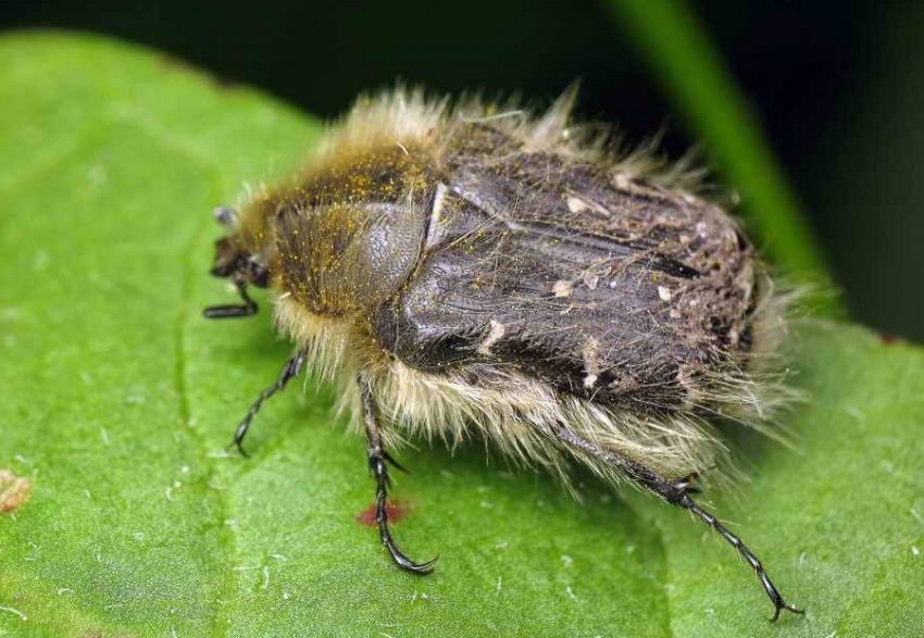 Оленка волохата