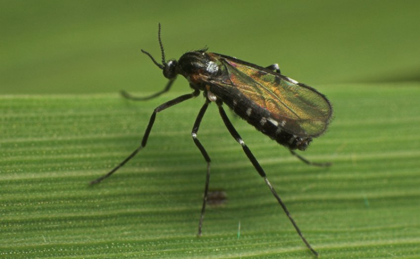 Стеблова малинная галиця