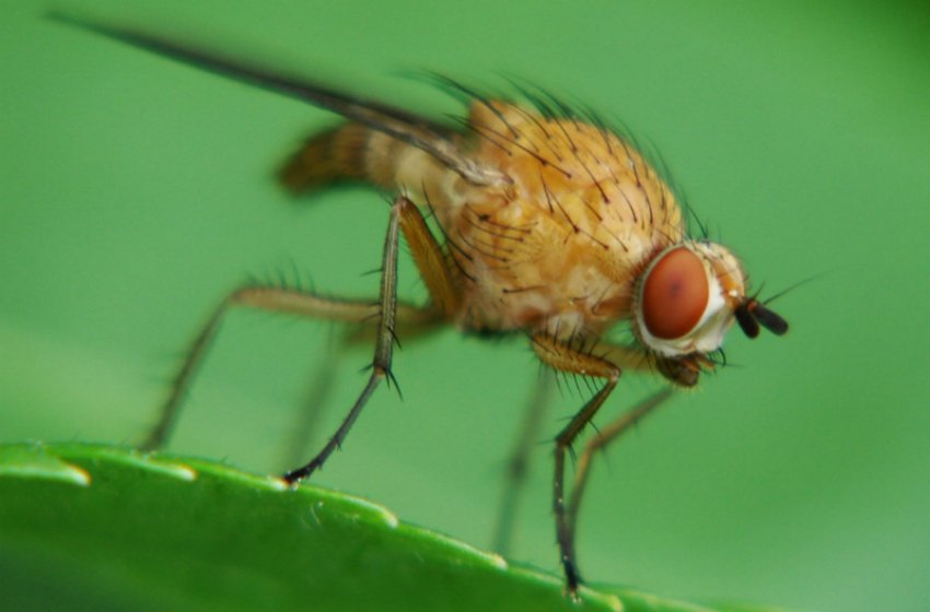 Малинная стеблова муха