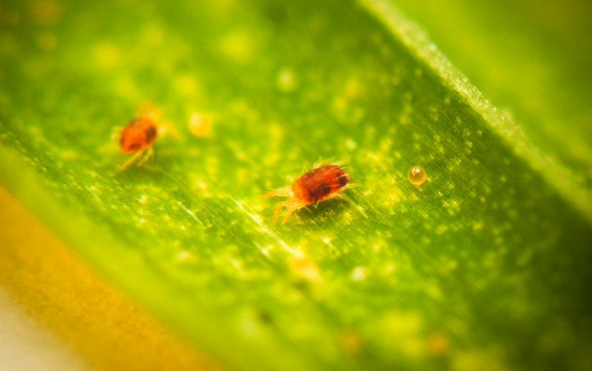 Звичайний павутинний кліщ