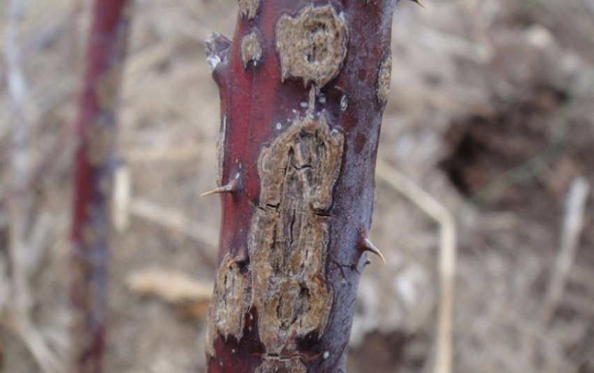 Антракноз ожини