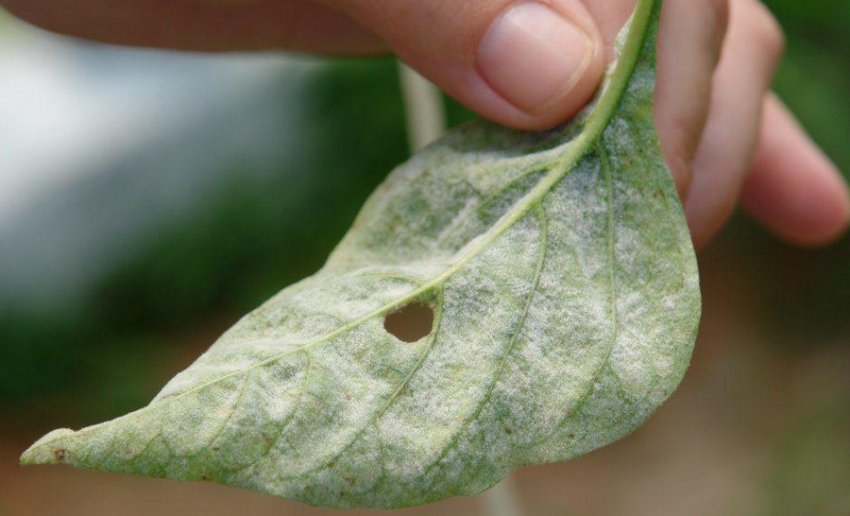 Борошниста роса