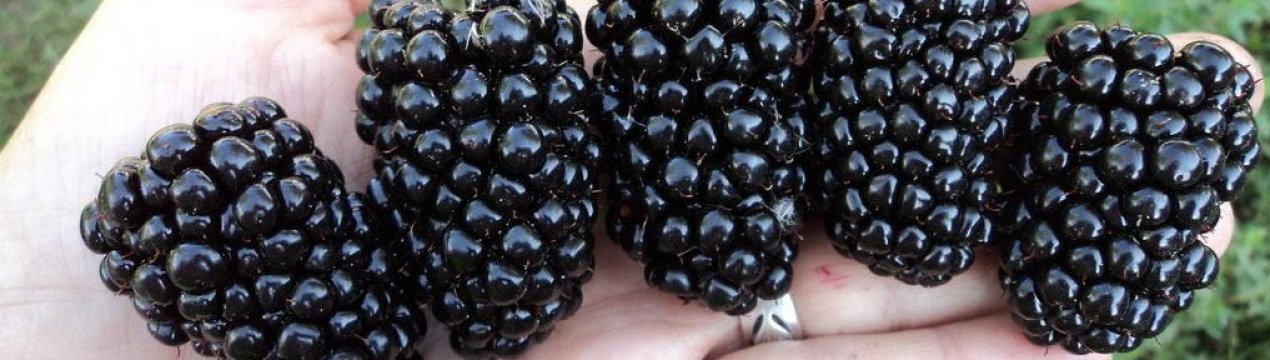 Срок созревания ежевики киова. . Срок созревания ежевики киова фото. Срок созревания ежевики киова-. картинка Срок созревания ежевики киова. картинка . Ежевика Киова (ожина Киова или blackberry Kiowa) – гибридный сорт ежевики из Соединённых Штатов Америки. Эту разновидность ягоды отличают рекордно крупные размеры плодов и невероятная их сочность. Однако следует тщательно изучить характеристики гибрида, правила выращивания и ухода за ним, чтобы получить богатый урожай.