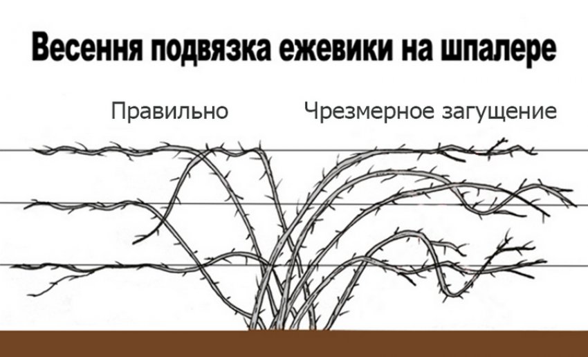 Підв'язка ожини