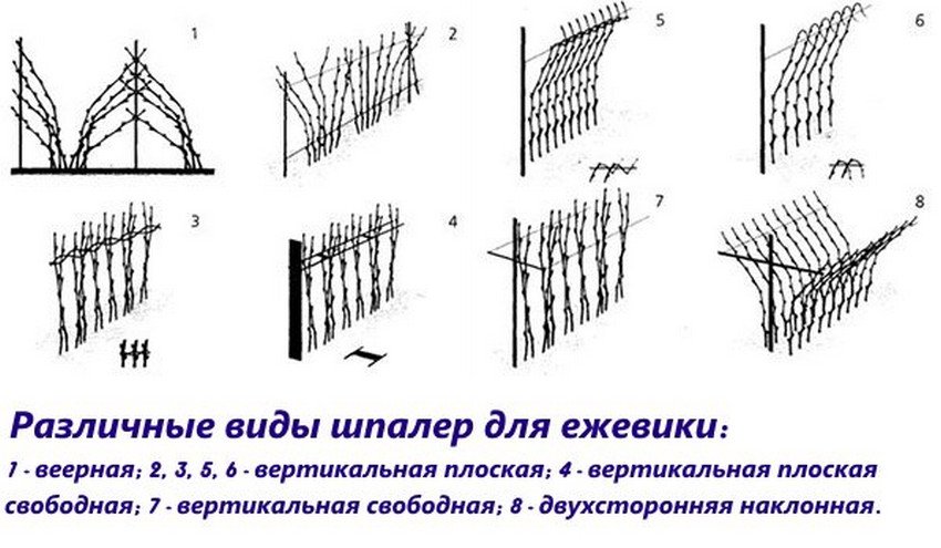 Срок созревания ежевики киова. 97748.ptwrc0.850. Срок созревания ежевики киова фото. Срок созревания ежевики киова-97748.ptwrc0.850. картинка Срок созревания ежевики киова. картинка 97748.ptwrc0.850. Ежевика Киова (ожина Киова или blackberry Kiowa) – гибридный сорт ежевики из Соединённых Штатов Америки. Эту разновидность ягоды отличают рекордно крупные размеры плодов и невероятная их сочность. Однако следует тщательно изучить характеристики гибрида, правила выращивания и ухода за ним, чтобы получить богатый урожай.
