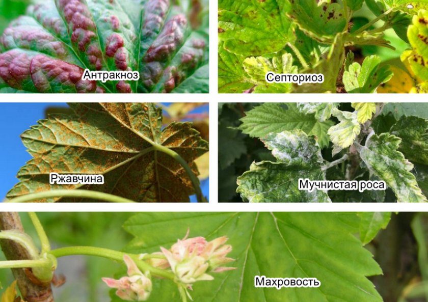 Смородина черная сорт искушение описание сорта. 97785.ptwtz0.840. Смородина черная сорт искушение описание сорта фото. Смородина черная сорт искушение описание сорта-97785.ptwtz0.840. картинка Смородина черная сорт искушение описание сорта. картинка 97785.ptwtz0.840. КУПИТЬ САЖЕНЦЫ СМОРОДИНЫ МОЖНО ЧЕРЕЗ КОРЗИНУ ПОКУПОК,