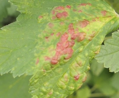 Червоні плями на листках смородини: що за хворобу, ніж лікувати