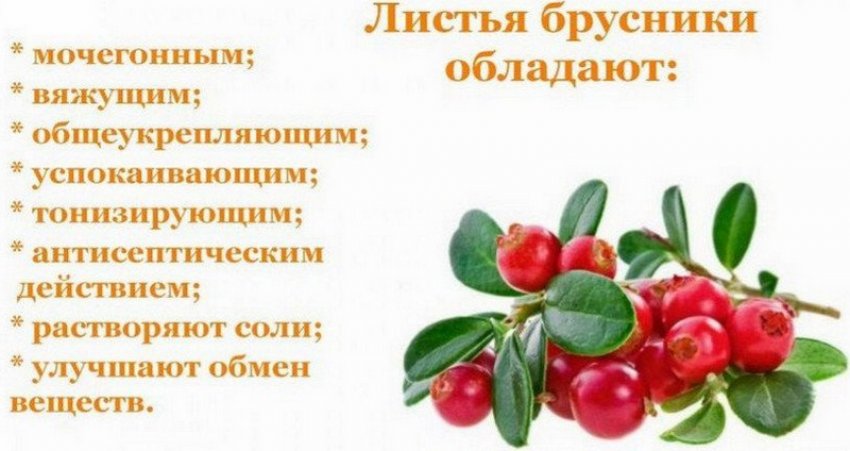 Користь листя брусниці