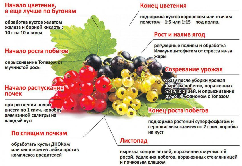 Рандом смородина описание сорта. . Рандом смородина описание сорта фото. Рандом смородина описание сорта-. картинка Рандом смородина описание сорта. картинка . Добавить в избранное