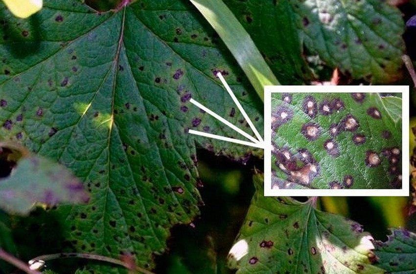 Рандом смородина описание сорта. . Рандом смородина описание сорта фото. Рандом смородина описание сорта-. картинка Рандом смородина описание сорта. картинка . Добавить в избранное