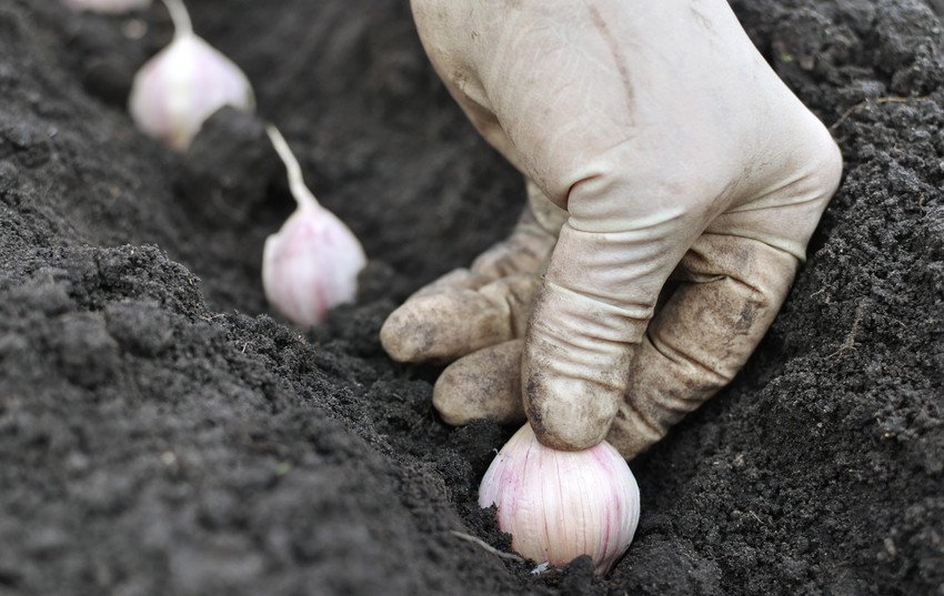 Посадка часнику
