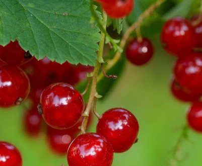 Різновиди альпійської червоної смородини, особливості, плюси і мінуси