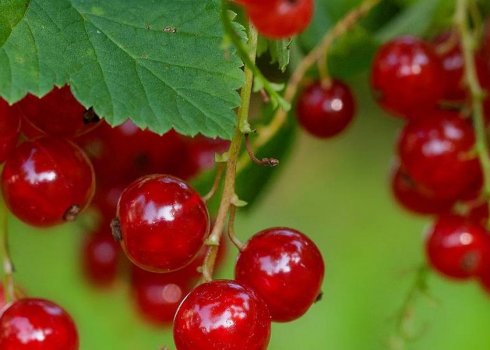 Різновиди альпійської червоної смородини, особливості, плюси і мінуси