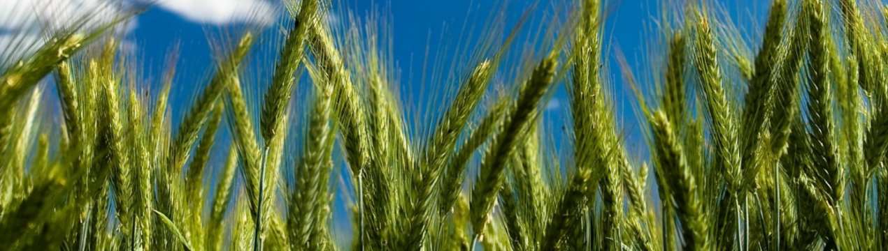 Рейдери збирали урожай одеських фермерів серед білого дня