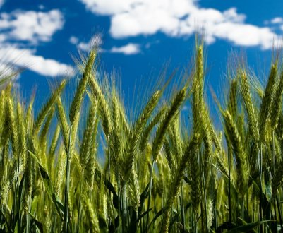  Рейдери збирали урожай одеських фермерів серед білого дня