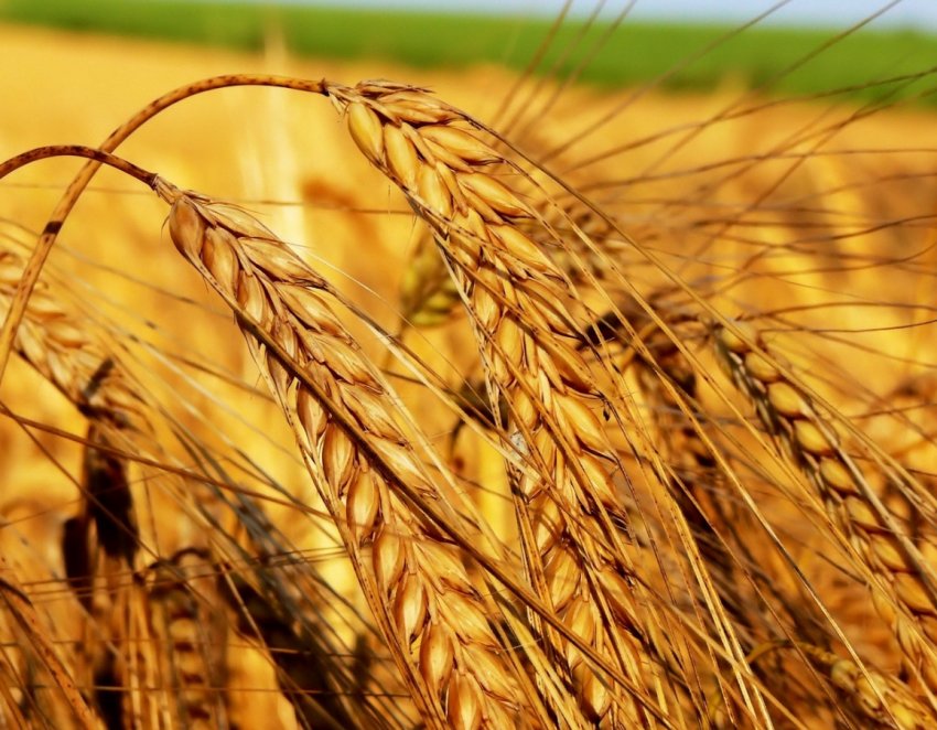Рейдери збирали урожай одеських фермерів серед білого дня Рейдери збирали урожай одеських фермерів серед білого дня