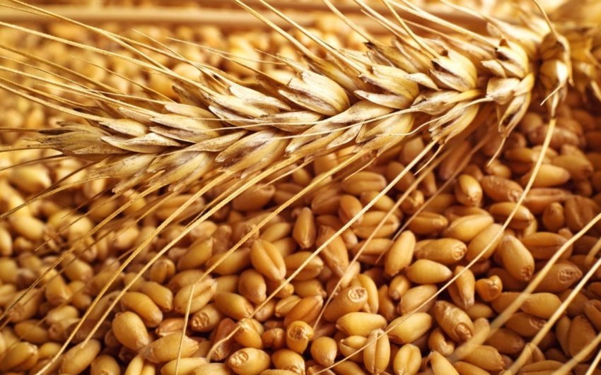 Рейдери збирали урожай одеських фермерів серед білого дня Рейдери збирали урожай одеських фермерів серед білого дня